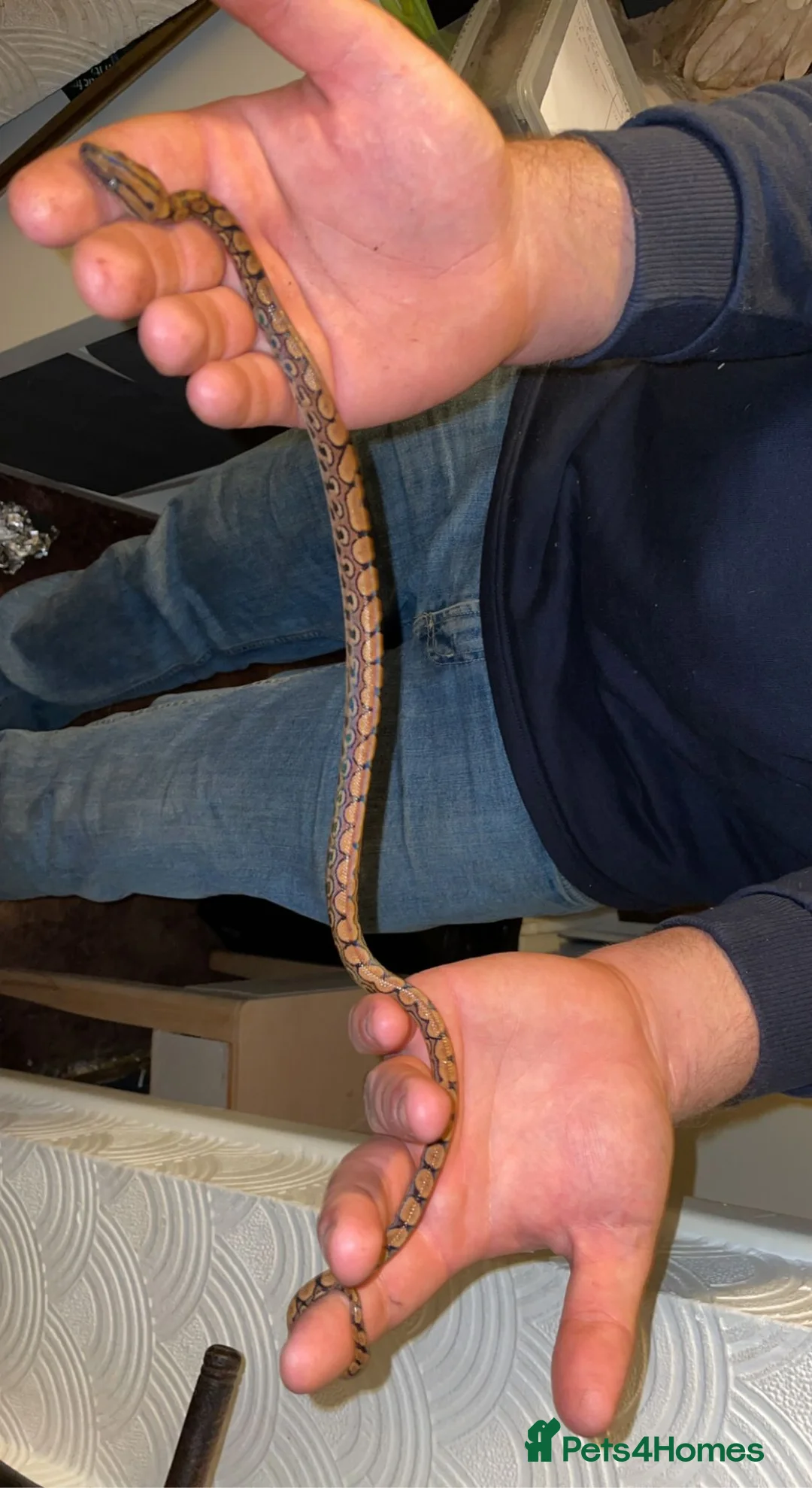 Snake reptiles for sale: Brazilian rainbow boa snake - Advert 6