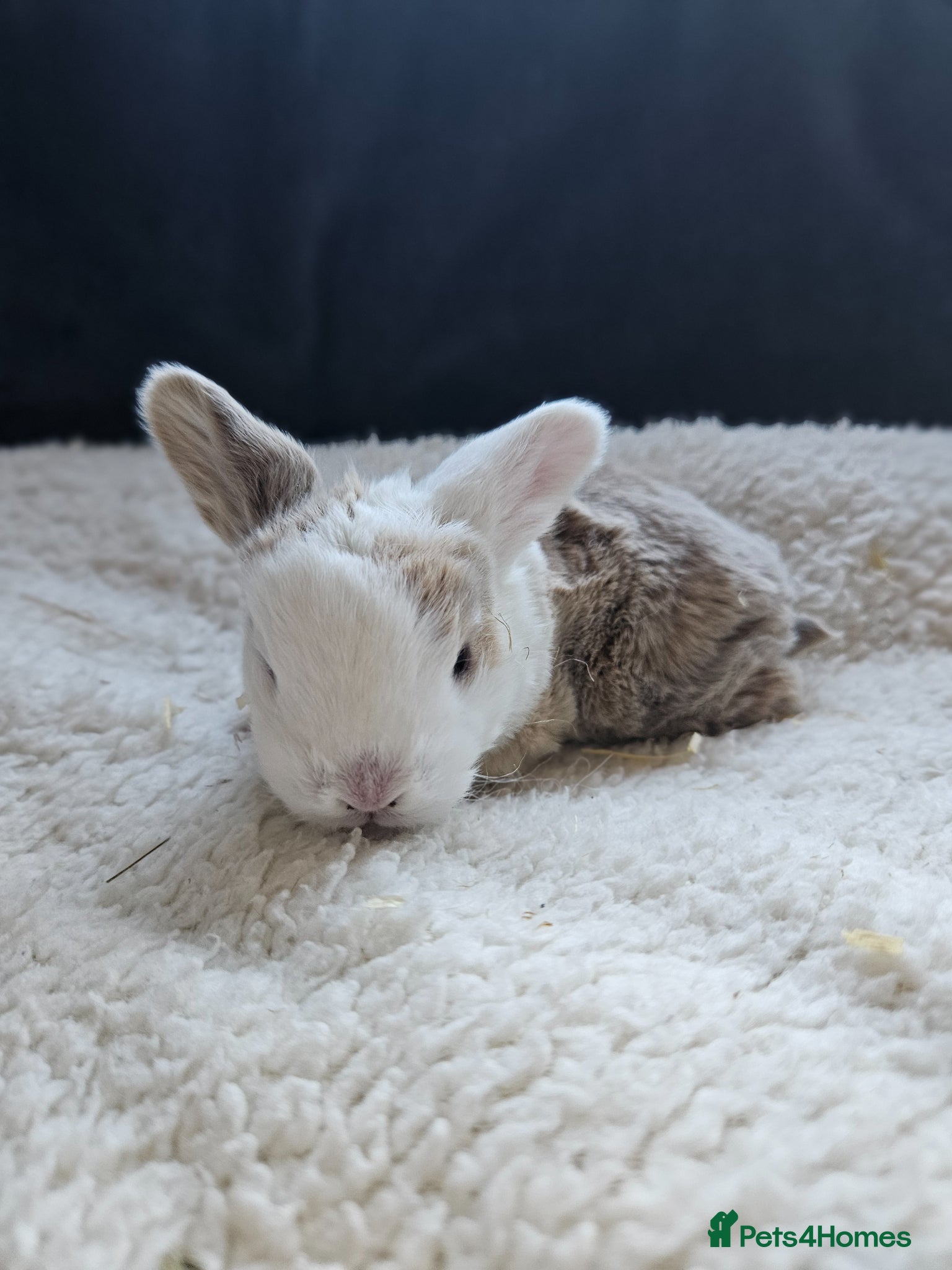 Mini Lop rabbits Mini Plush Lops - Suffolk - Advert 1