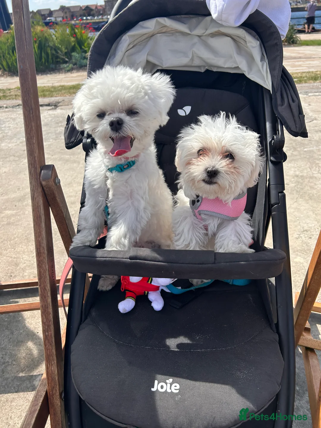 Maltese dogs for stud: Fabulous proven miniature Maltese for stud 🌟 in South Shields - Advert 7