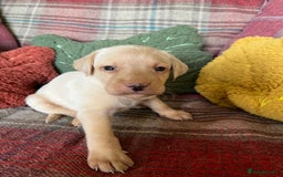 Labrador Retriever dogs for sale: Delightful Yellow Labradors Puppies - Image 8