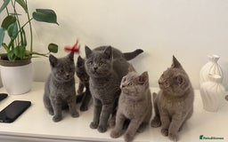 British Shorthair cats for sale: British Shorthair Kittens  - Image 4