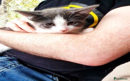 Mixed Breed cats for sale: Rehoming female kitten - Image 5