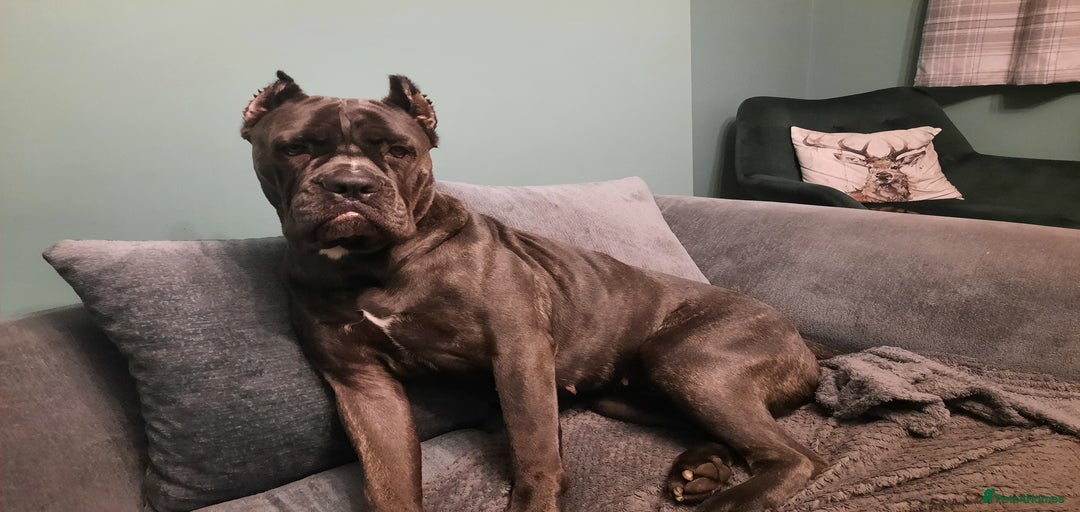 Gallery Image {{count}}