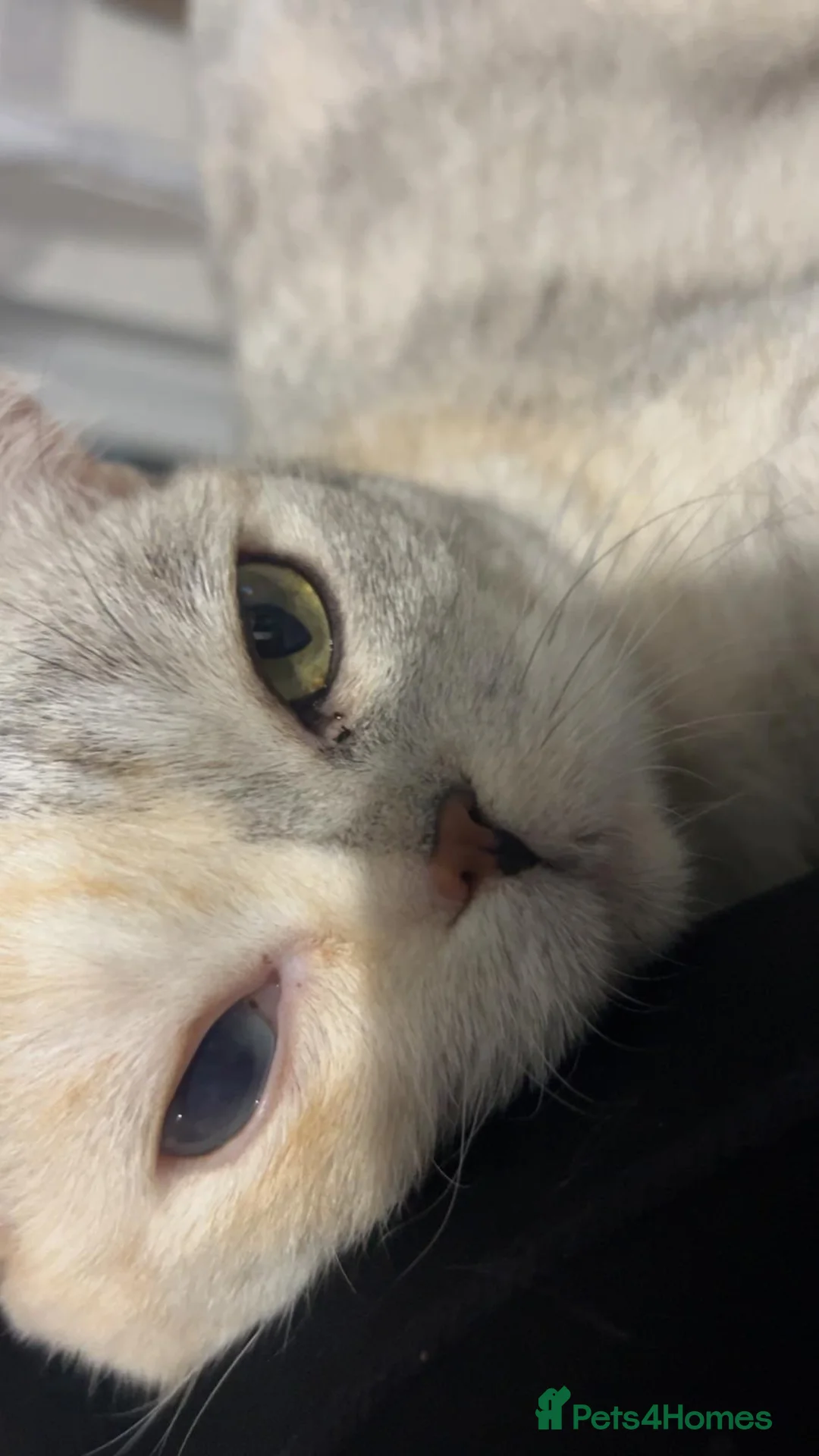 British Shorthair cats for sale: Tortie silver spotted British shorthair  - Advert 4