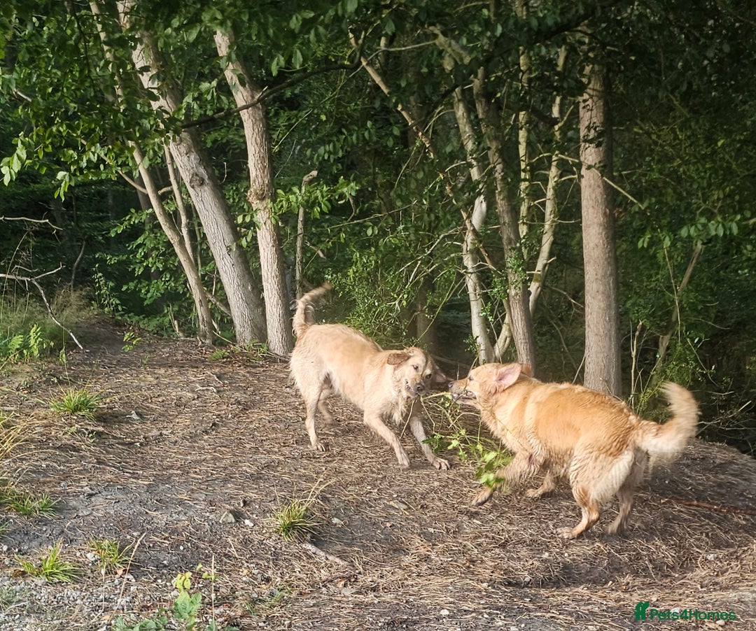 Golden Retriever dogs for sale: Amazing shades long awaited litter - Advert 15
