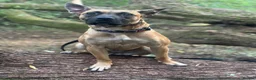 Mixed Breed dogs for sale: Zafina 11 m staffy cross Mali  - Advert 6
