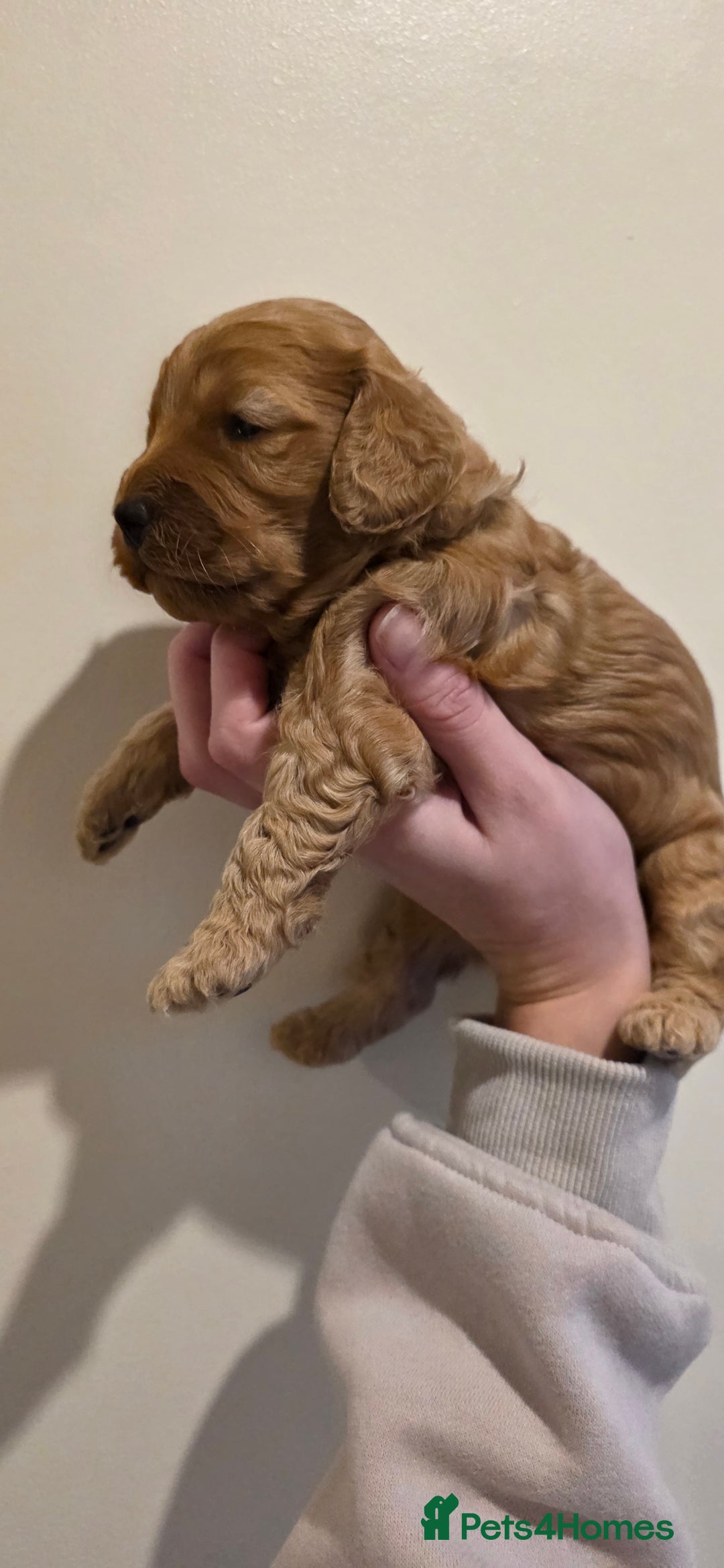 Cockapoo dogs for sale: Gorgous F1 Cockerpoo's Puppies - Advert 14