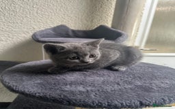 Scottish Fold cats for sale: Beautiful Scottish folds and straights kittens🎀 - Image 23