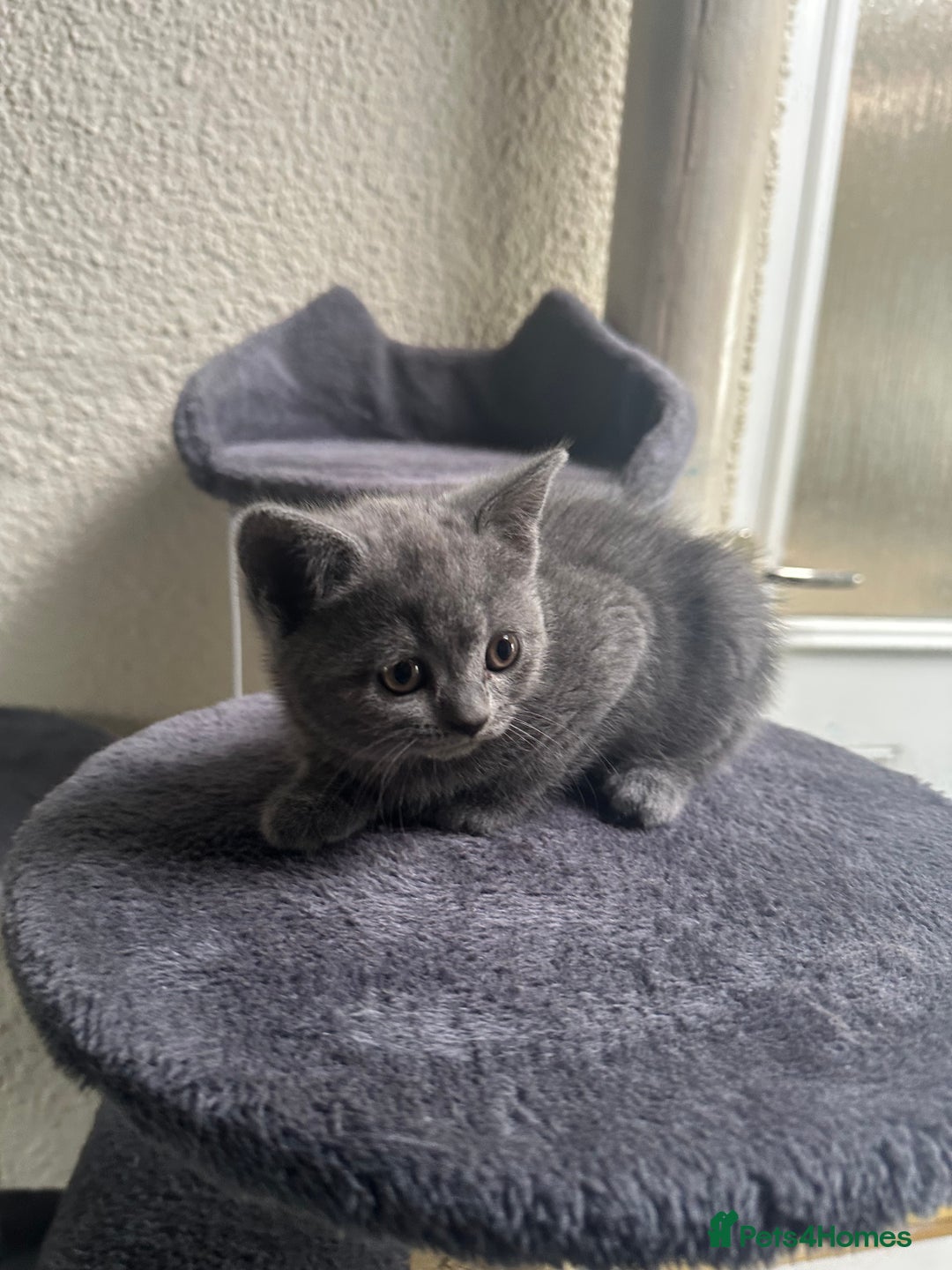 Scottish Fold cats for sale: Beautiful Scottish folds and straights kittens🎀 - Image 23