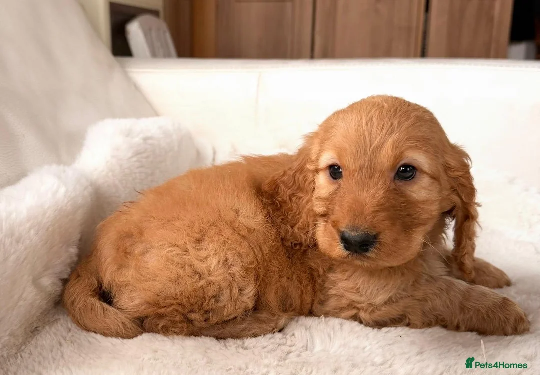 Cockapoo dogs for sale: Gorgeous Golden Cockapoo puppies - Advert 5