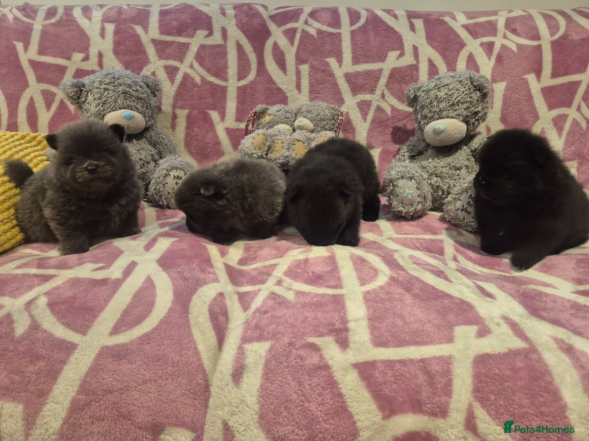 Pomeranian dogs for sale: Mini pomeranian puppies excel Russian bloodlines - Advert 5