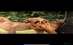 Hungarian Vizsla dogs for sale: Hungarian Vizsla puppies - Image 5