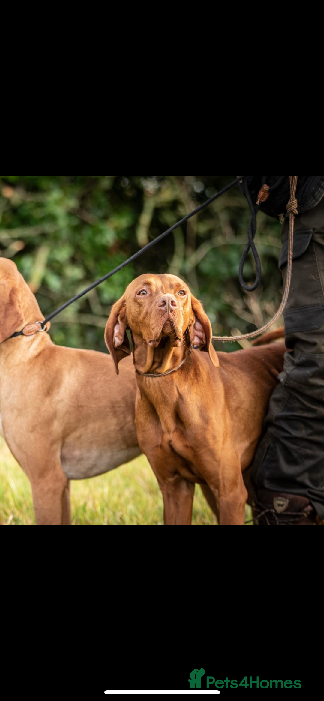 Hungarian Vizsla dogs for sale: Hungarian Vizsla puppies - Image 5