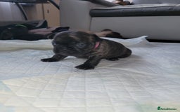 French Bulldog dogs for sale: 2 Girls and 4 Boys - Image 22