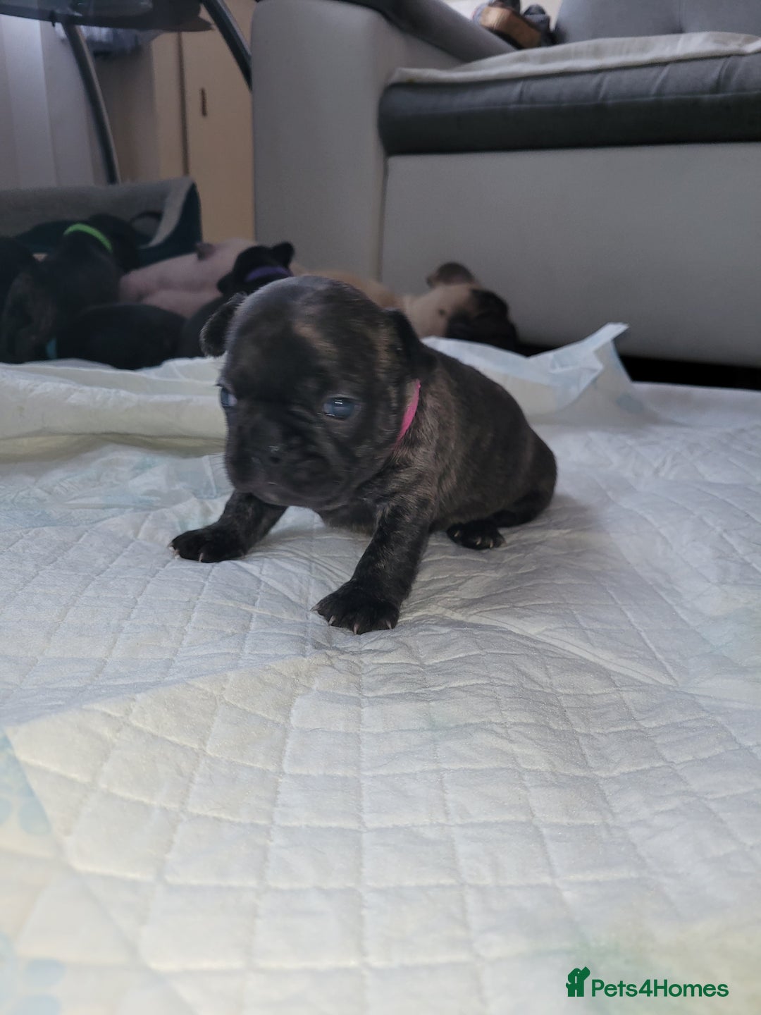 French Bulldog dogs for sale: 2 Girls and 4 Boys - Image 22