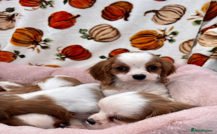 Cavalier King Charles Spaniel dogs - Advert 4