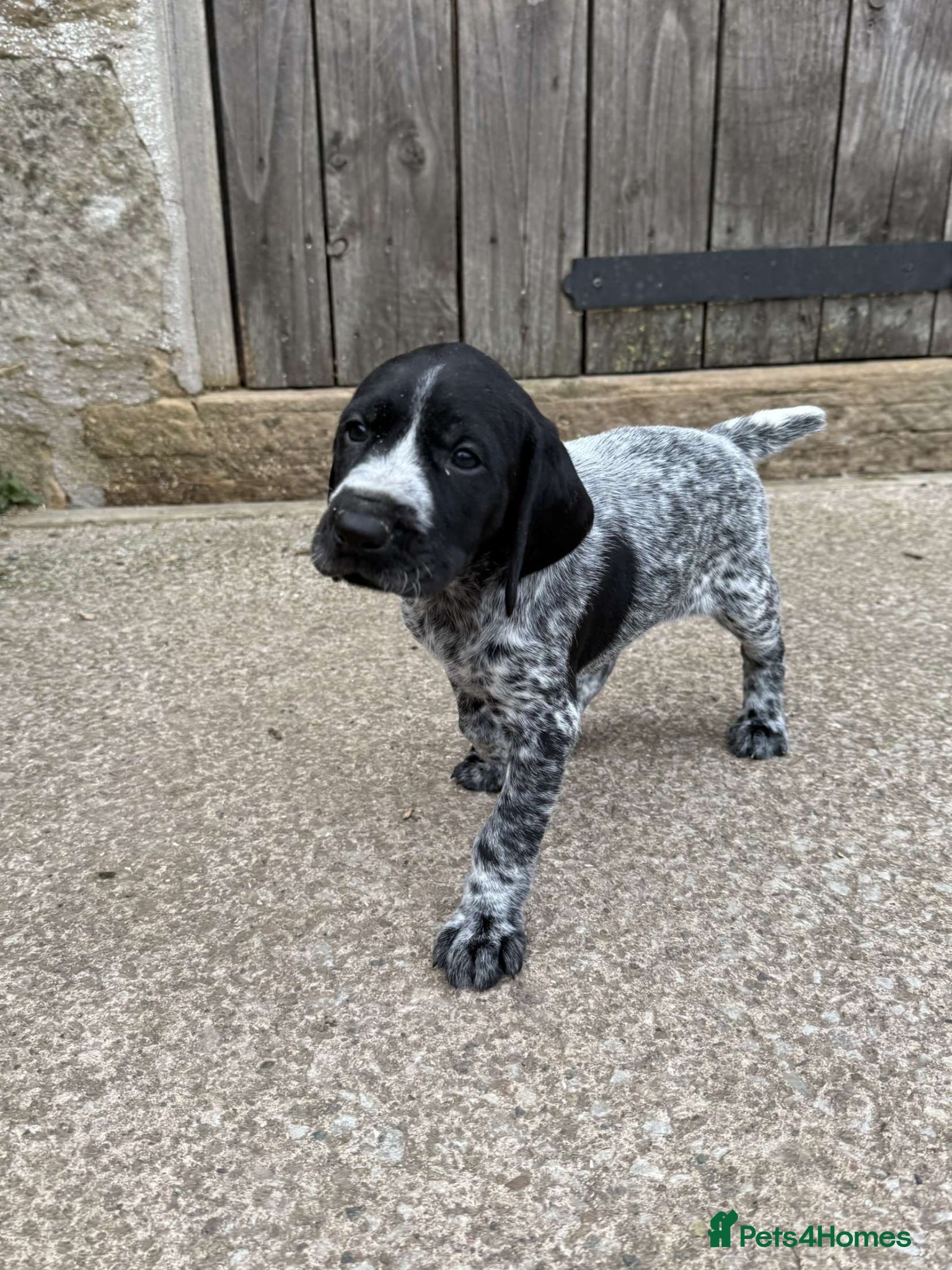 German Wirehaired Pointer dogs Kc registered GWP pups - Advert 1