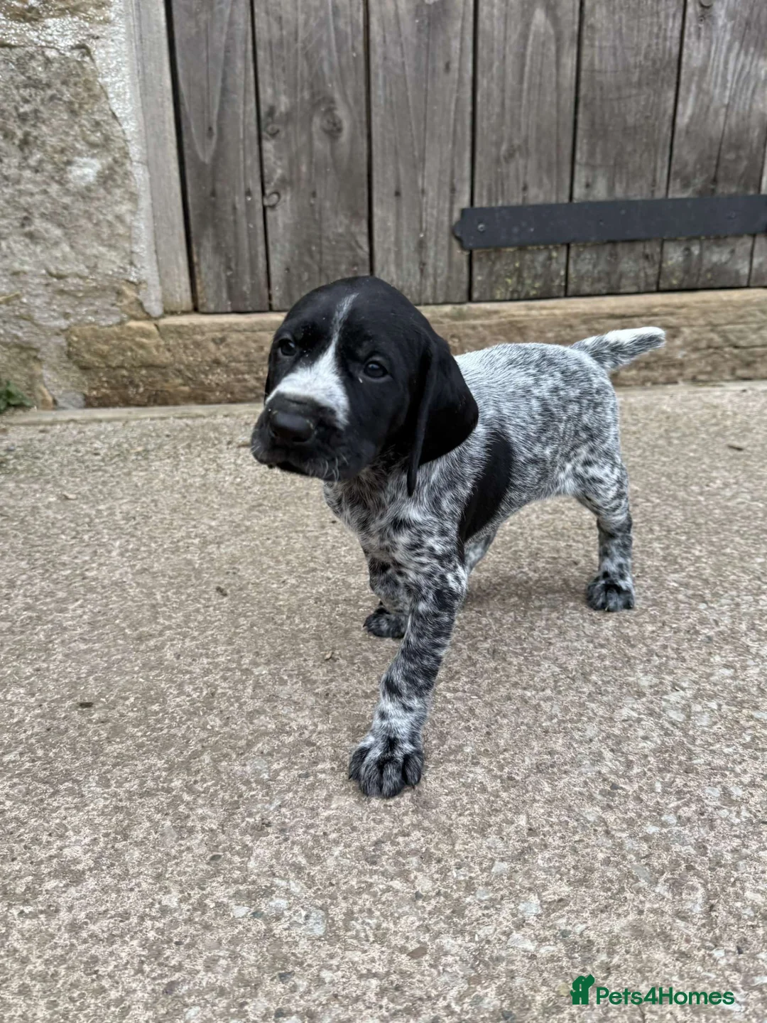 German Wirehaired Pointer dogs for sale: Kc registered GWP pups - Advert 1