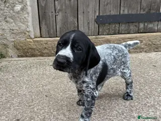 German Wirehaired Pointer dogs Kc registered GWP pups - Advert 1