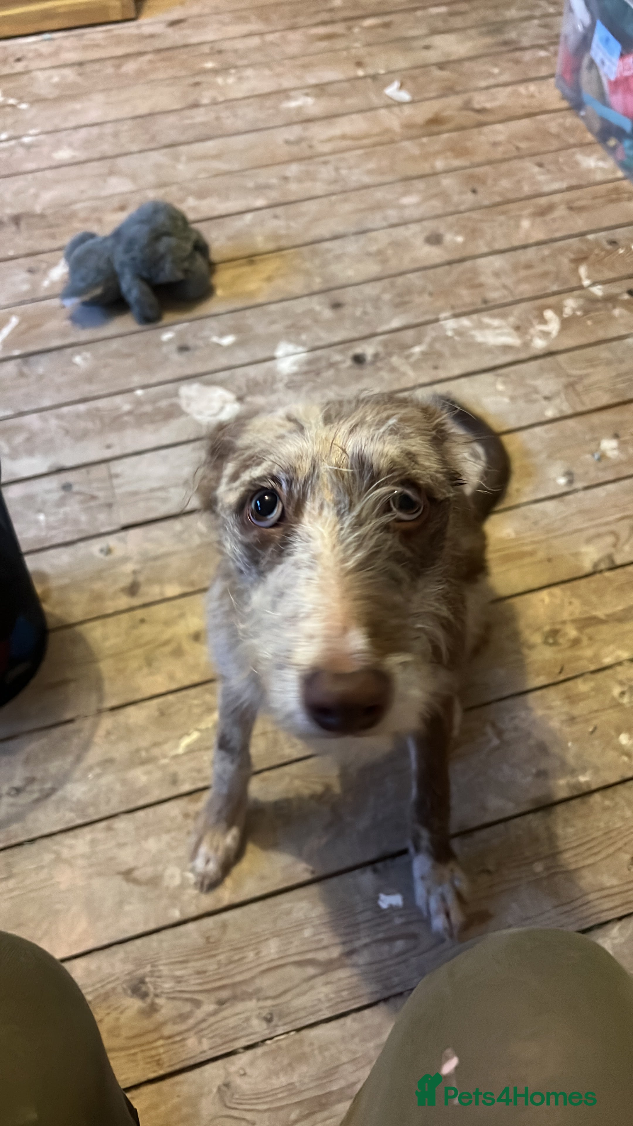Mixed Breed dogs Whippet/ Bedlington cross for sale  - Advert 1