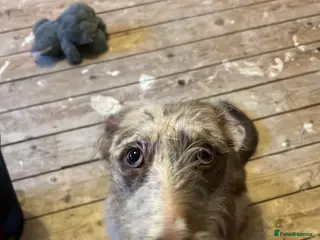 Mixed Breed dogs Whippet/ Bedlington cross for sale - Advert 1