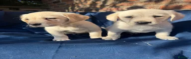 Labrador Retriever 1