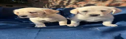 Labrador Retriever dogs for sale: Stunning Labrador/Retriever pups  - Advert 3