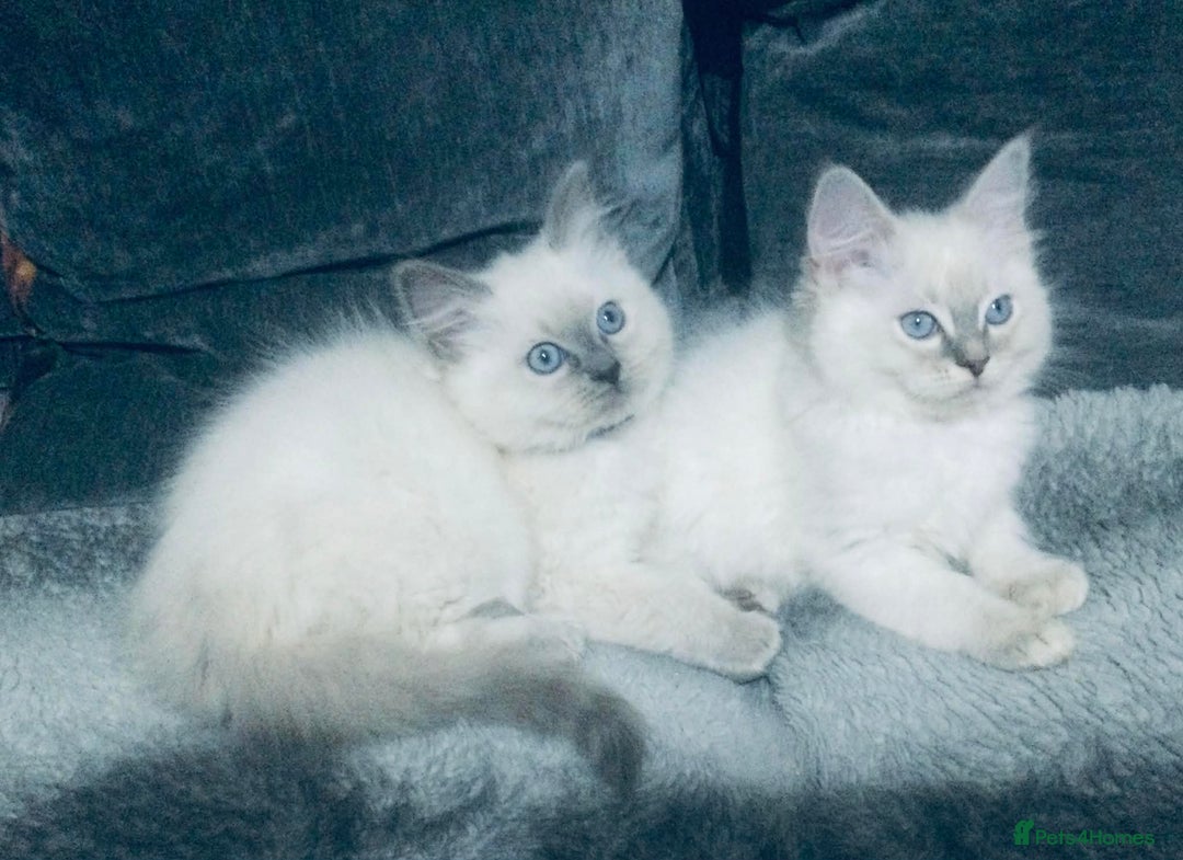 Ragdoll cats for sale: Ragdoll kittens girls - Advert 4