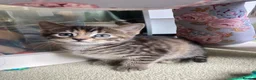 Maine Coon cats for sale: Kittens Maine coon  - Advert 5