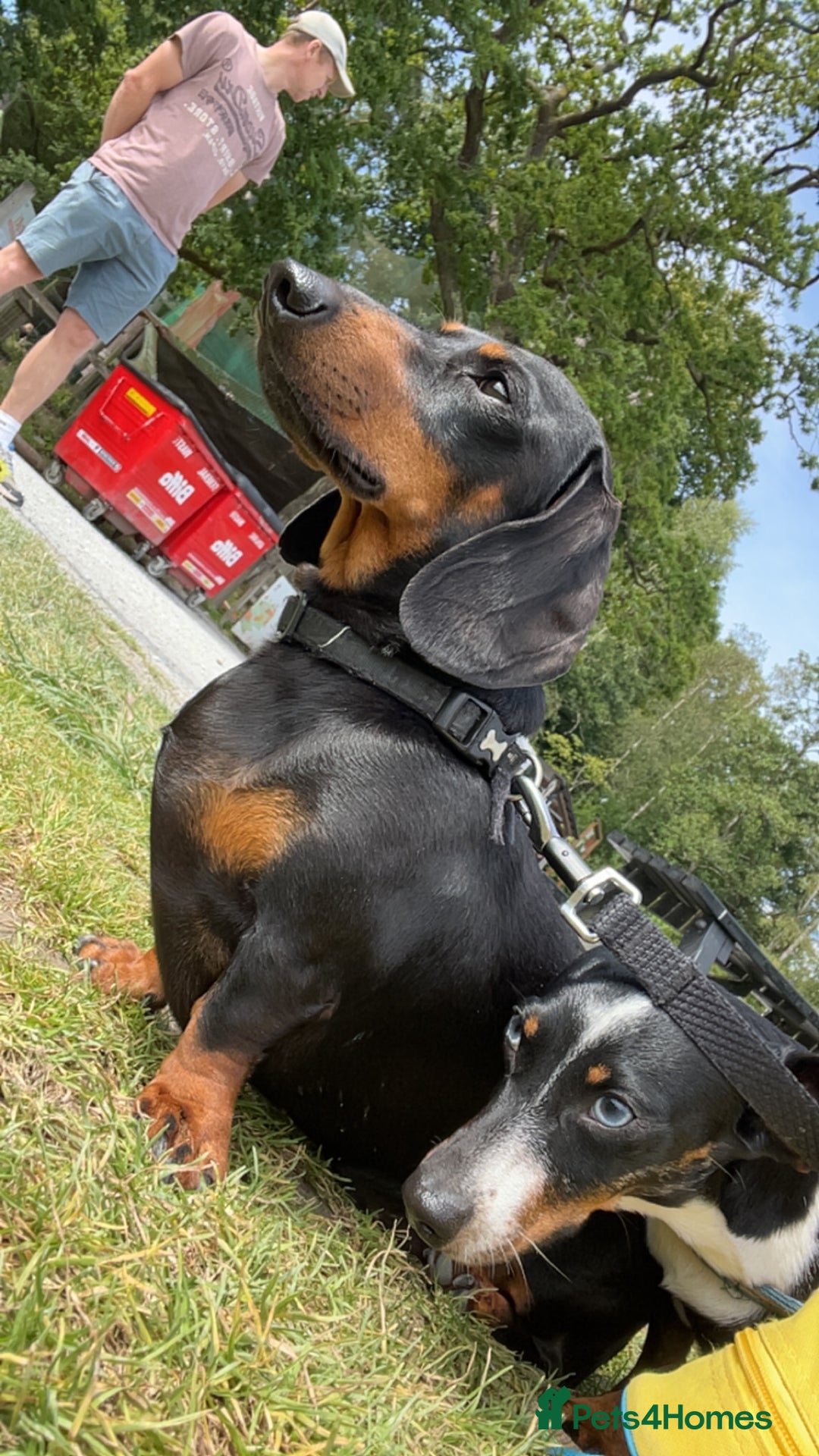 Dachshund dogs for stud: Handsome boy ready to stud  - Advert 3