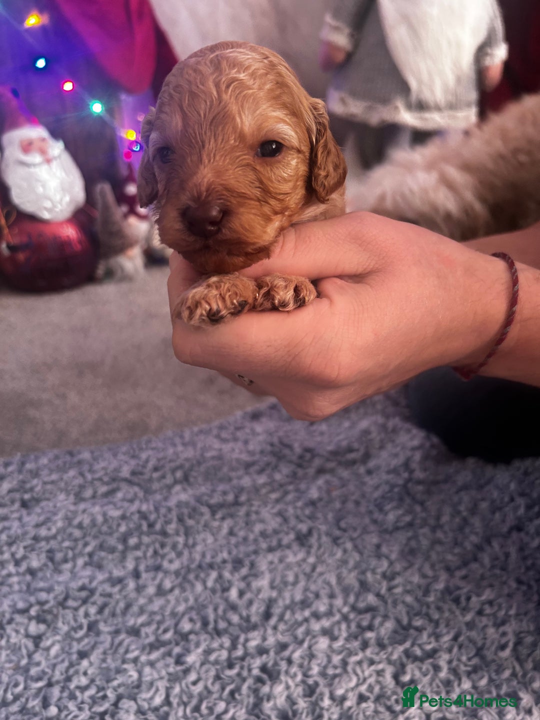 Cockapoo dogs for sale: Beautiful Cockapoo puppies  - Advert 5