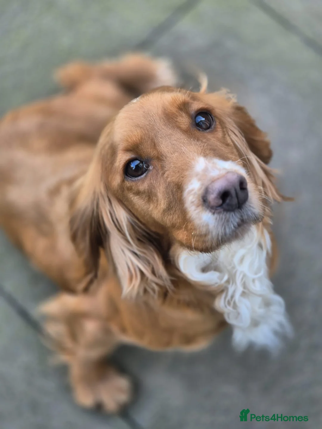 Cocker Spaniel dogs for sale: Beautiful cocker spaniel for rehoming - Advert 1