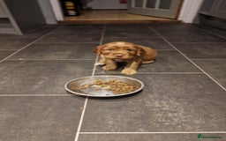 Cocker Spaniel dogs for sale: Cocker spaniel puppies - Image 14