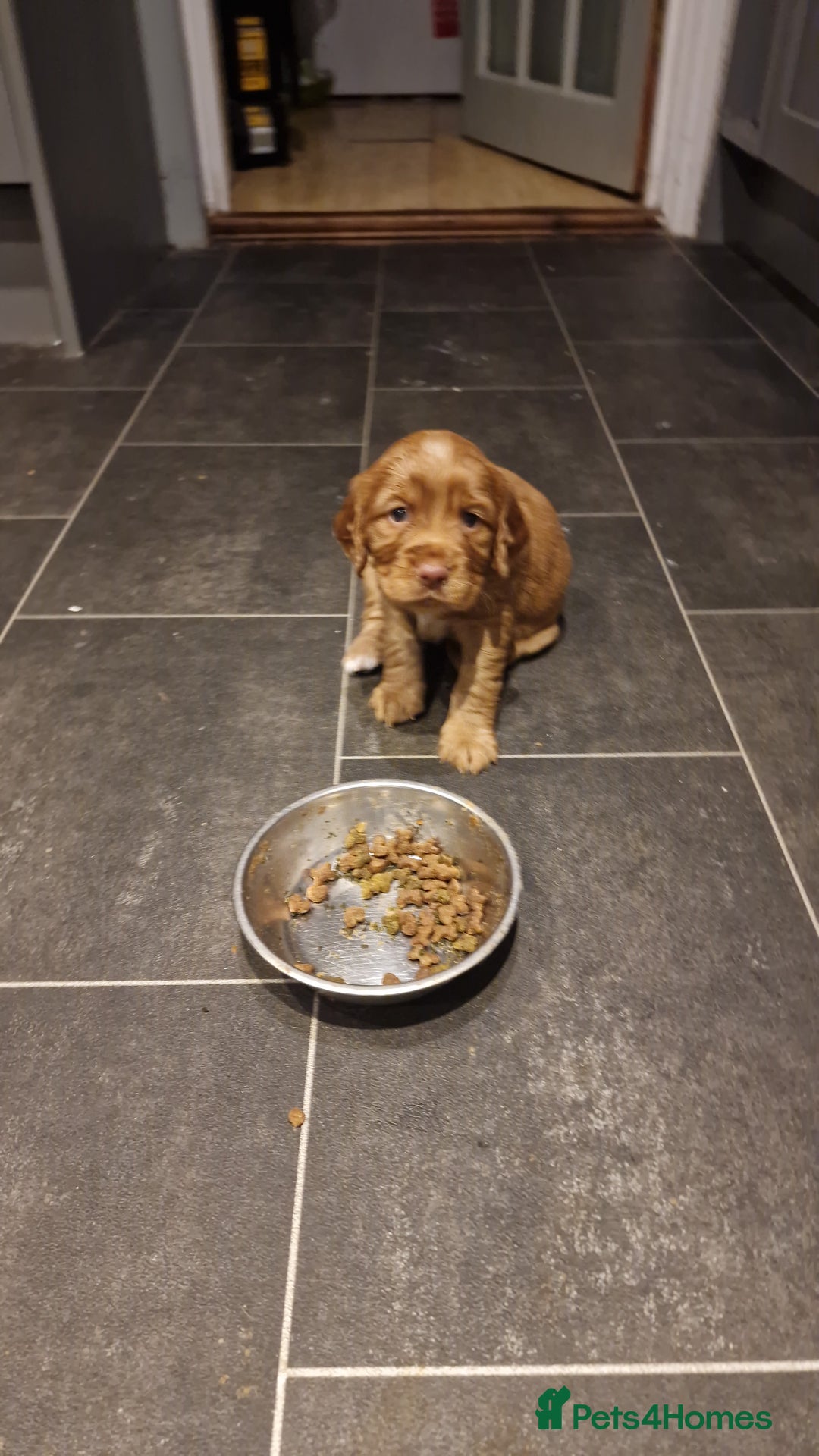 Cocker Spaniel dogs for sale: Cocker spaniel puppies - Image 14