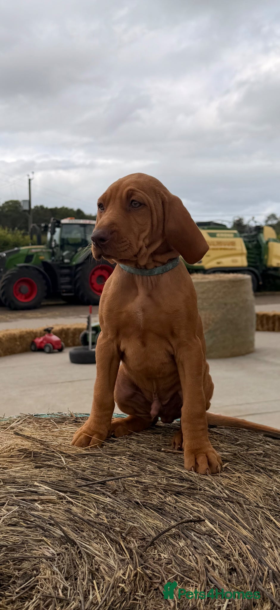 Hungarian Vizsla dogs ONE BOY LEFT Beautiful KC Reg. Vizsla Pups - Advert 2