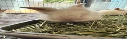 Lionhead rabbits for sale: Double Maned Lionheads Babies - Advert 10