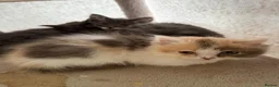 RagaMuffin cats for sale: 3 adorable Raga-per kittens. Born 7/7/26   - Advert 25