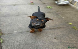 Mixed Breed dogs for sale: Chineese red dog x chinese red dog x Dutch herder  - Image 6