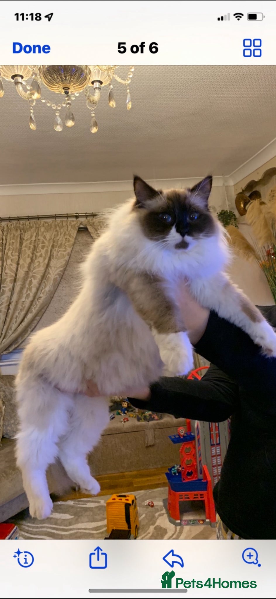 Ragdoll cats for sale: Ragdoll female  - Advert 1