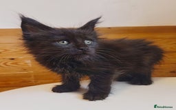 Maine Coon cats for sale: Maine coon kittens champion lines, DNA health test - Image 20