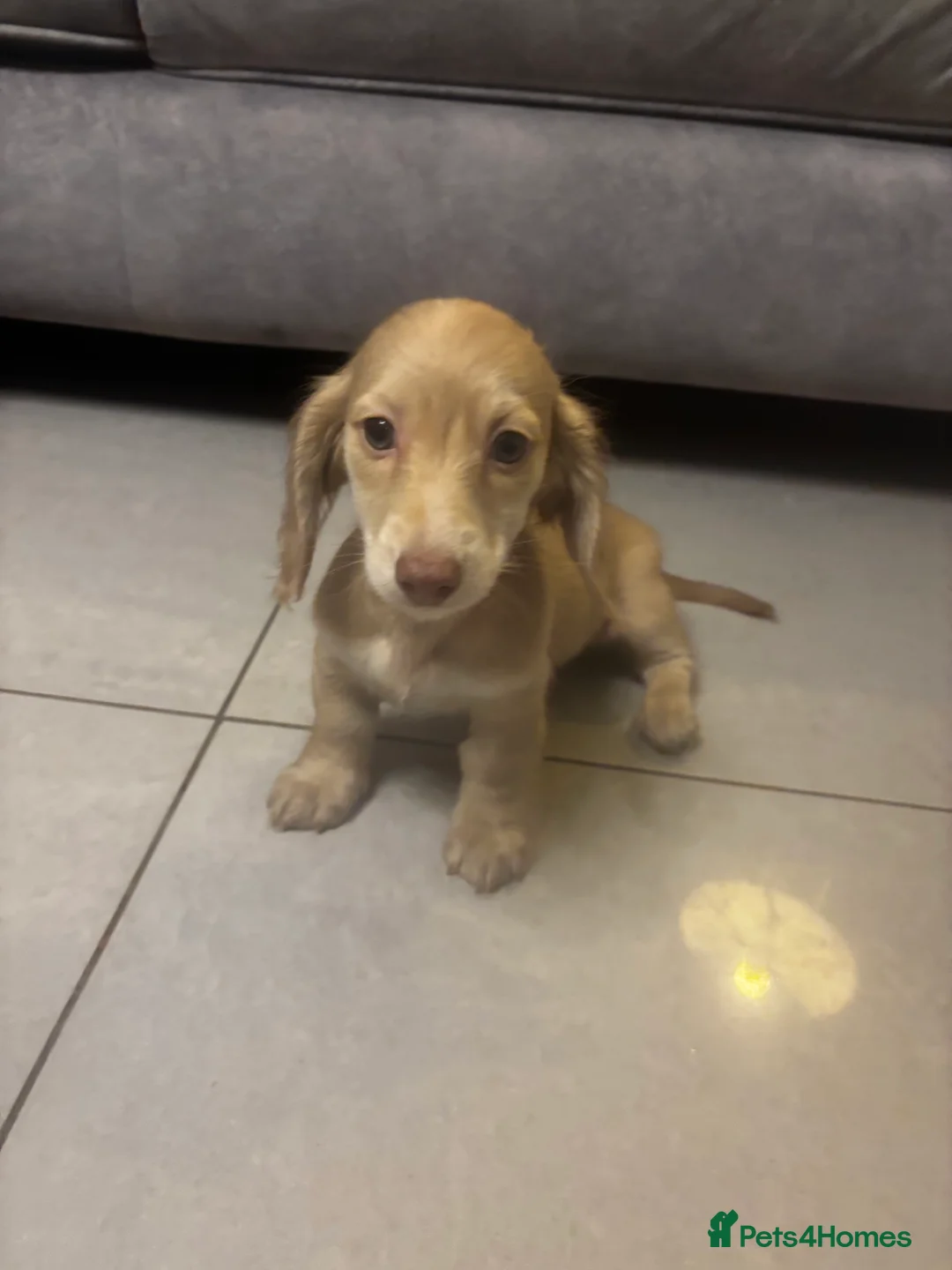 Miniature Dachshund dogs for sale: Long haired cream Puppies  - Advert 1
