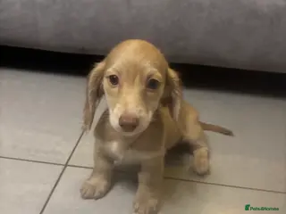 Miniature Dachshund dogs Long haired cream Puppies - Advert 5