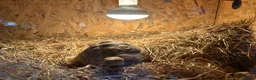 Hermann Tortoise reptiles for sale: Harry needs a new home  in Deeside - Advert 3