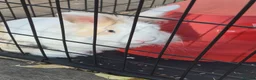 Lionhead rabbits for sale: Beautiful lion head rabbit  in Leicester - Advert 4