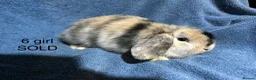 Dwarf Lop rabbits for sale: Dwarf lop baby rabbits - Advert 13