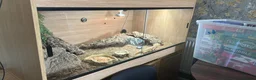 Bearded Dragon reptiles for sale: Female bearded dragon and full set up  in Tiverton - Advert 2