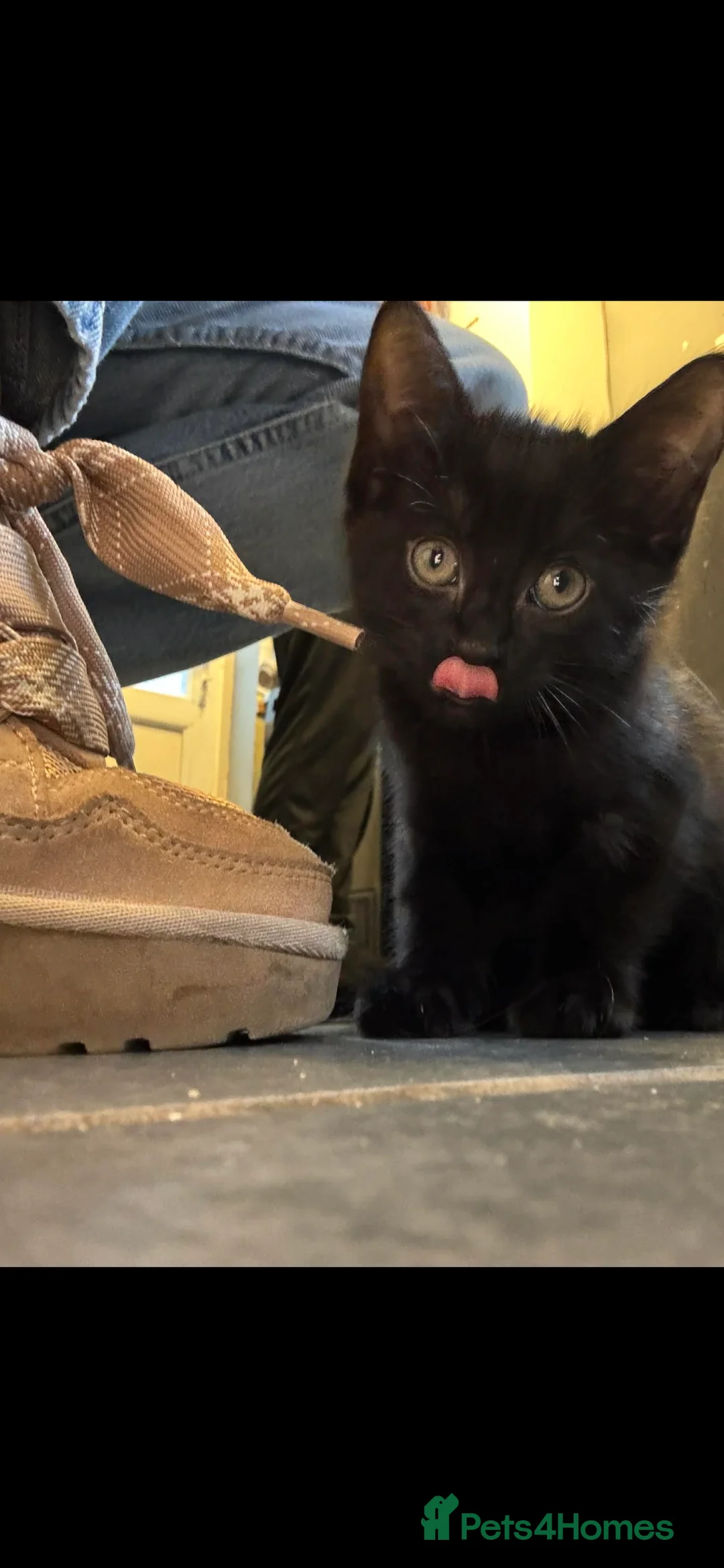 Mixed Breed cats for sale: Girl black cat  - Advert 1