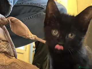 Mixed Breed cats Girl black cat - Advert 1