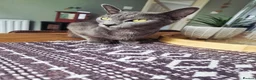 Mixed Breed cats for sale: Russian Blue mixed kittens - Advert 3