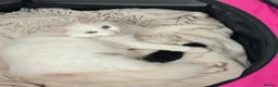 RagaMuffin cats for sale: Raggamuffin x kittens  - Advert 2